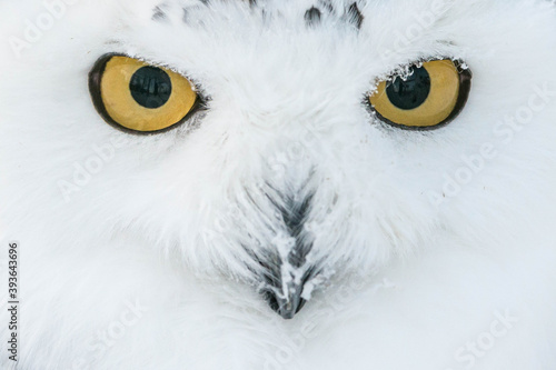 snowy owl