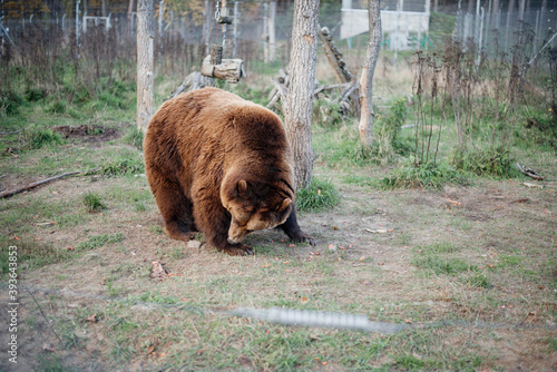 Brown bear in the sanctuary, ginger color, save animals, Ukraine