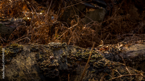 Wallpaper Mural Fungus growing on a fallen tree on an autumn day at Dunham Massey Torontodigital.ca
