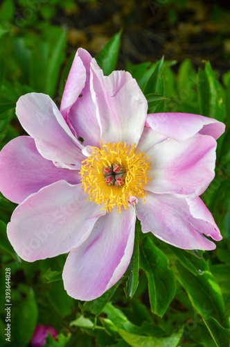 beautyfull flower