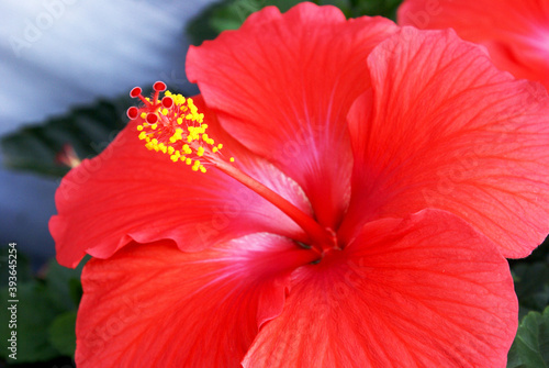 Full Bloom Hibiscus