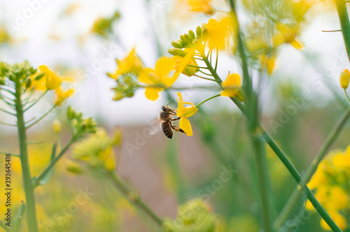 pszczoła na rzepaku © ukasz