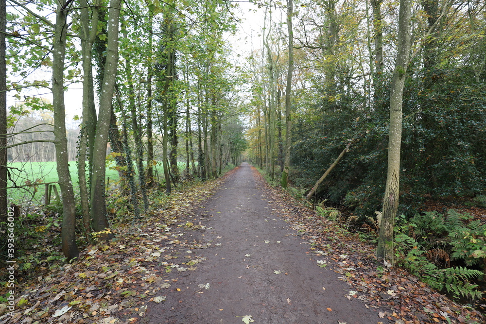 Fototapeta premium A forest road through an autumnal Dutch forest.