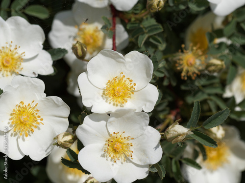 Bibernell-Rose oder Wildrose mit weiße Blüte (Rosa spinosissima oder pimpinellifolia) photo