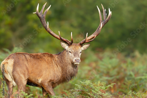 Close-up of a red deer stag