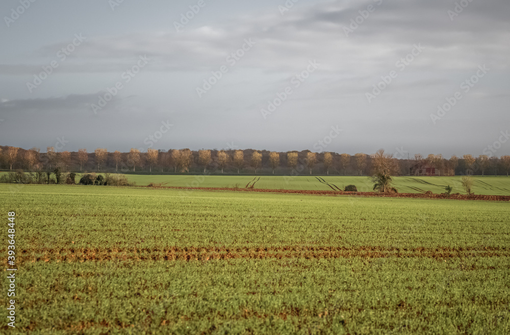 Platanes sur une route d' Auvers sur Oise en Automne vues des champs