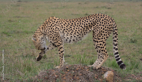 side-view of cheetah standing on mound and licking its paw in masai mara, kenya © Nirav Shah