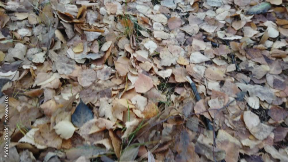 Fallen yellow leaves trees lie on ground. Autumn time. Top view walk through the autumn forest covered with yellow leaves. Fallen yellow leaves trees lie on ground. Autumn time. Top view walk through the autumn forest covered with yellow leaves.