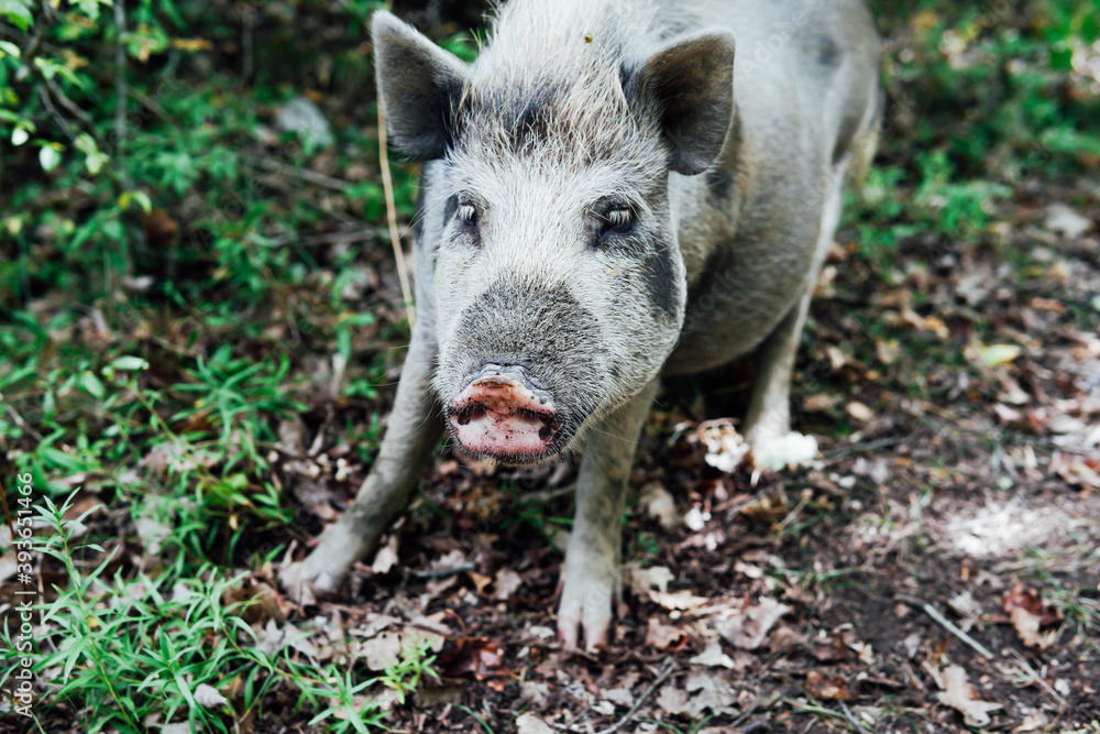young wild boar pig in nature in the woods young wild boar pig in nature in the woods