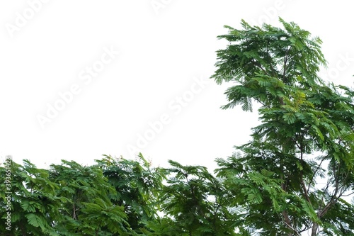 Tropical tree leaves with branches on white isolated background for green foliage backdrop and copy space