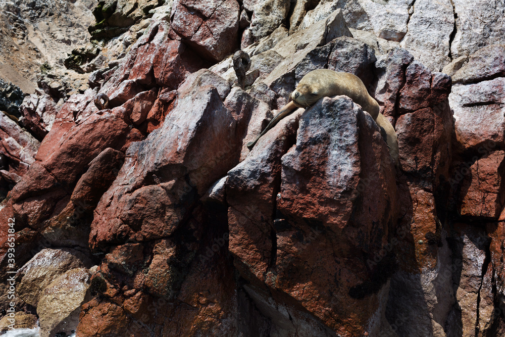 Obraz premium Iles Ballestas au Pérou