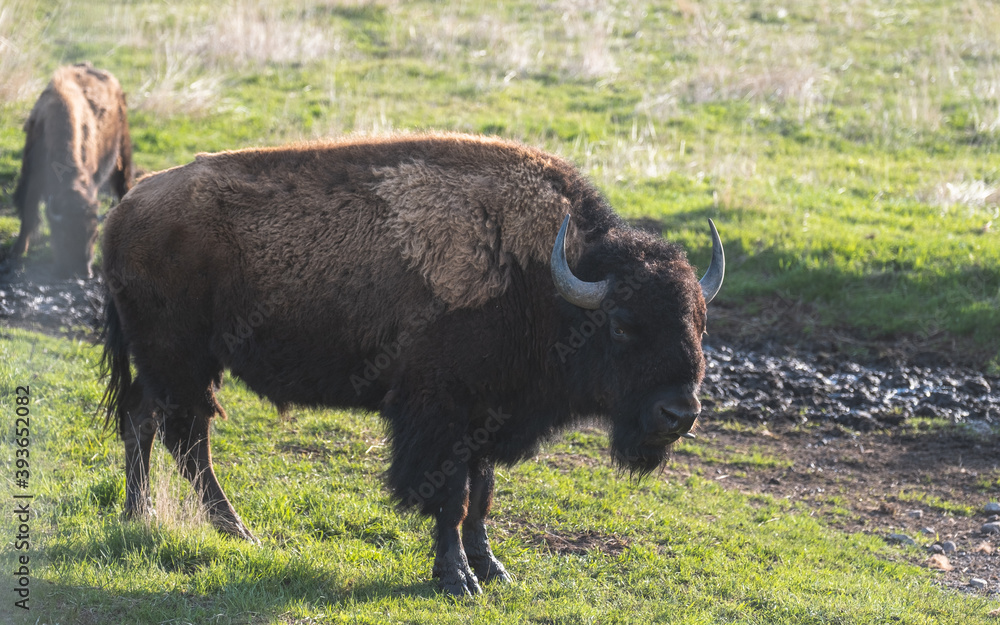 american bison in the field american bison in the field