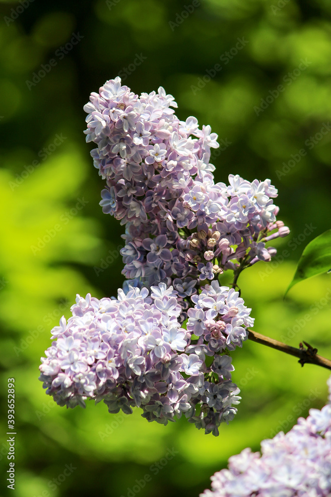 Obraz premium Lilac close-up