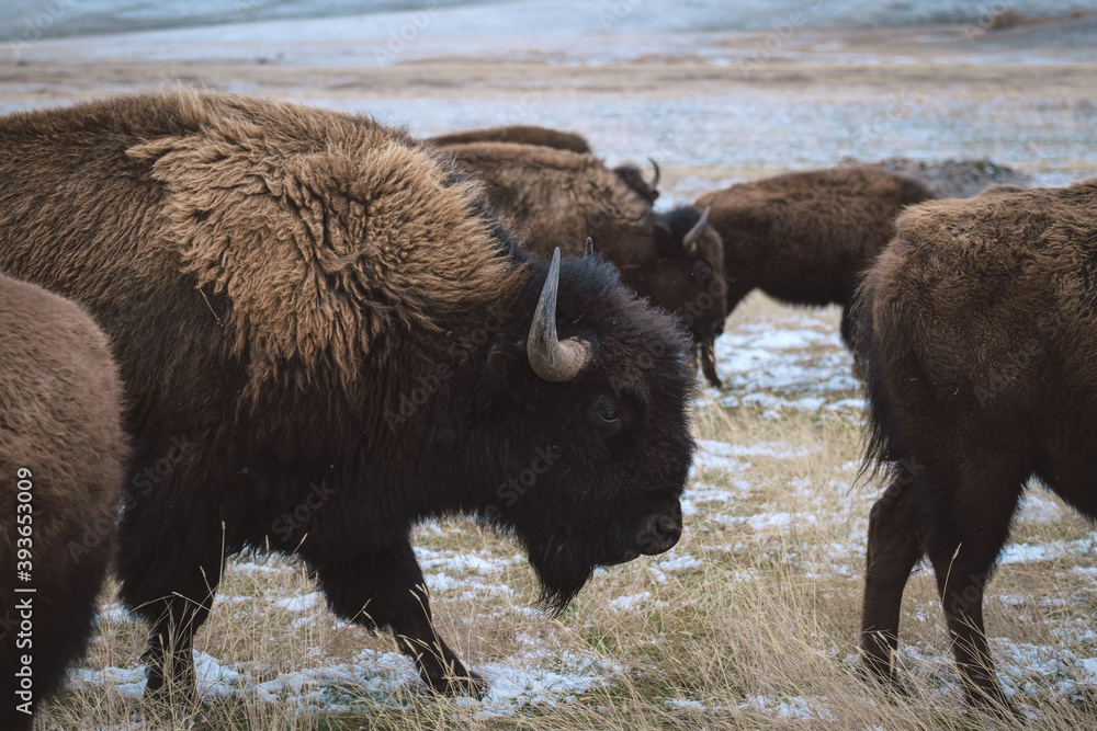 buffalo feeding buffalo feeding
