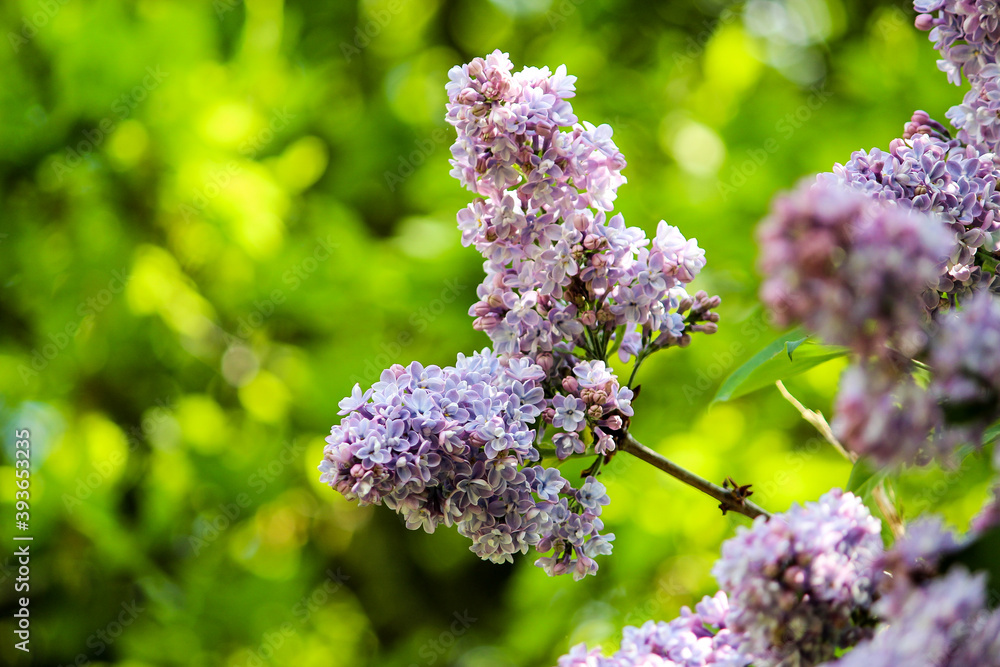 Obraz premium Lilac close-up