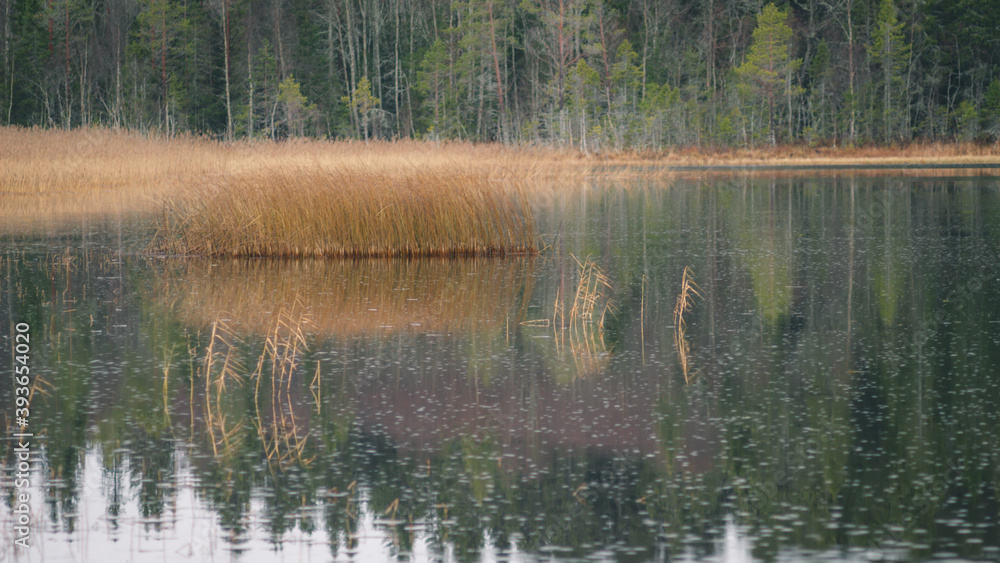 Almasa, Sweden - November 15 2020: Islet of rushes on the lake during the rain Almasa, Sweden - November 15 2020: Islet of rushes on the lake during the rain