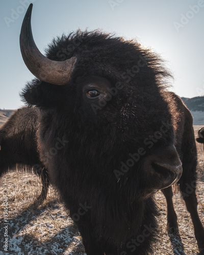 backlit bison