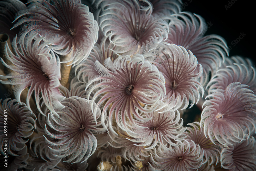 Feather duster worms in the Caribbean