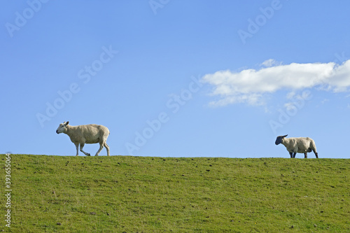 zwei Schafe laufen hintereinander   ber einen Deich.   ber dem dunklen Schaf ist eine Wolke