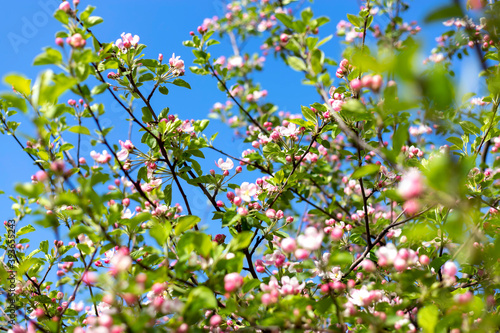 A blooming branch of apple tree in spring. Spring nature background.