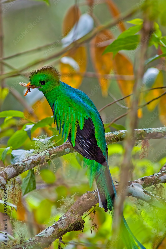 Obraz premium Female crested quetzal in Costa Rica forest