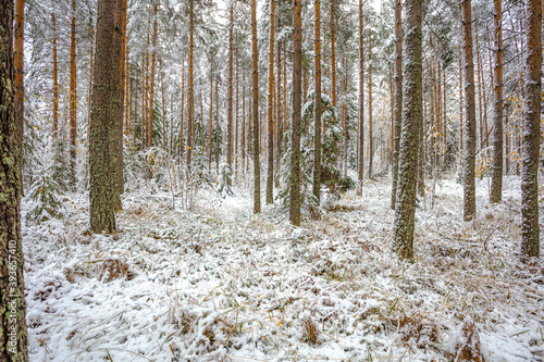 Pine and spruce trees are covered with snow. Forest, winter landscape. Finland