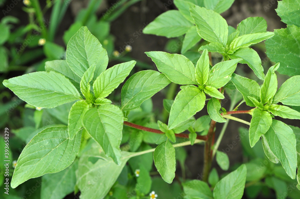 In nature, as a weed grows common amaranthus In nature, as a weed grows common amaranthus