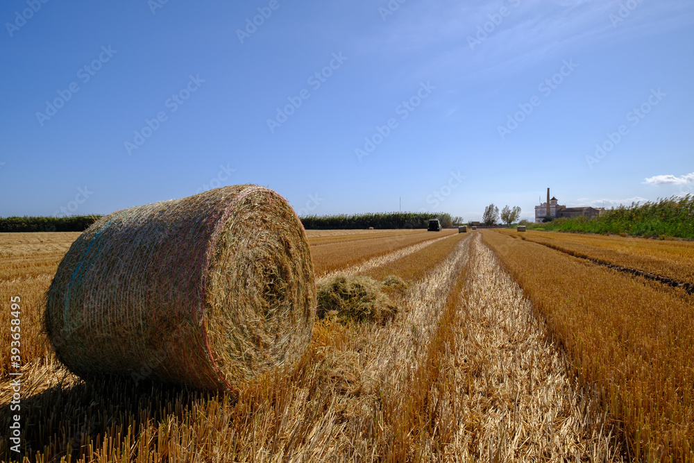 cylindrical bales of straw in the field mowed rural work