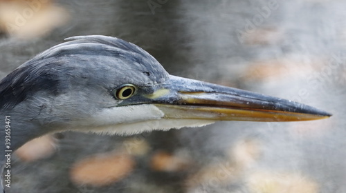 Fotografie Blue heron fisging