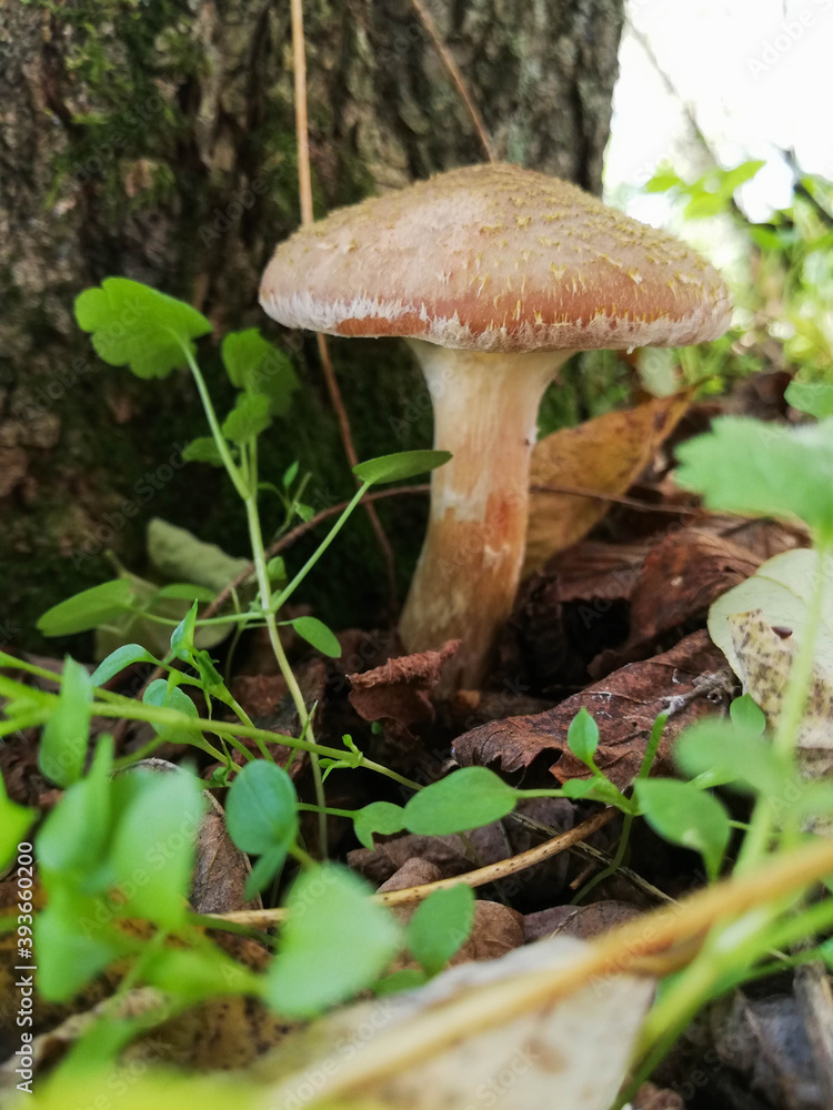 Little white mushroom in the beginning of autumn. Edible mushroom among the grass and brown leaves. Healthy and delicates food. Concept: season picking mushroom Little white mushroom in the beginning of autumn. Edible mushroom among the grass and brown leaves. Healthy and delicates food. Concept: season picking mushroom