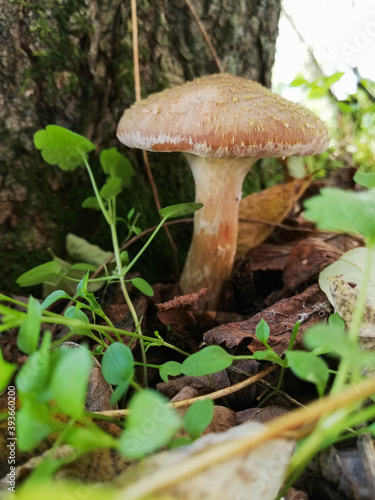 Little white mushroom in the beginning of autumn. Edible mushroom among the grass and brown leaves. Healthy and delicates food. Concept: season picking mushroom