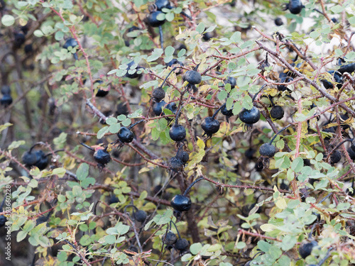 (Rosa pimpinellifolia) Bibernell-Rose oder Feldrose mit schwarze bis purpurschwarze Hagebutten an rötlichen Zweigen mit geraden, spitzen Stacheln photo