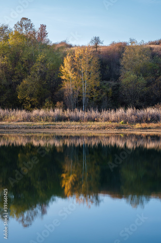 Sunlit, autumn colored silver birch trees reflected in calm, silver blue water surface of a lake