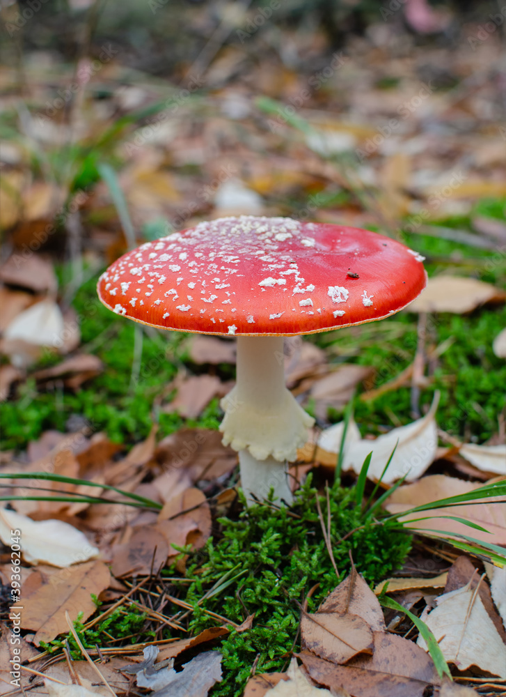 mushroom is not edible, mushroom with a red cap grows in the forest mushroom is not edible, mushroom with a red cap grows in the forest