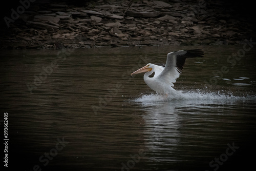 Pelican Landing