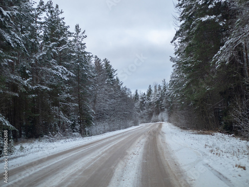 snowy road surrounded by pine trees