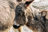 Cute newborn donkey  with mom, Close up.