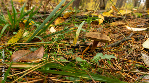 mushrooms in the autumn forest