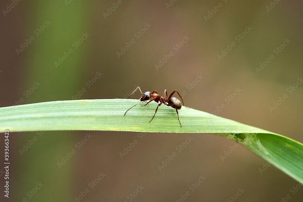 insect, fly, bee, macro, isolated, wasp, animal, white, nature, beetle, close-up, yellow, sting, wing, close-up, black, hornet, pest, striped, honey, bumblebee, wings, hairy, wildlife , ant, fly, leaf insect, fly, bee, macro, isolated, wasp, animal, white, nature, beetle, close-up, yellow, sting, wing, close-up, black, hornet, pest, striped, honey, bumblebee, wings, hairy, wildlife , ant, fly, leaf
