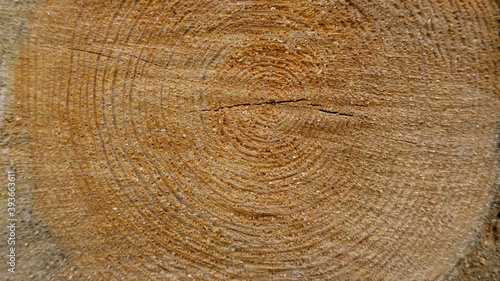 beautiful texture of pine tree after sawing