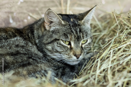 cat sleeping in a hay © Andreas