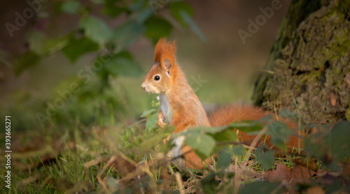 Squirrel in the autumn park sunshine with autumn colors © Jiří Fejkl