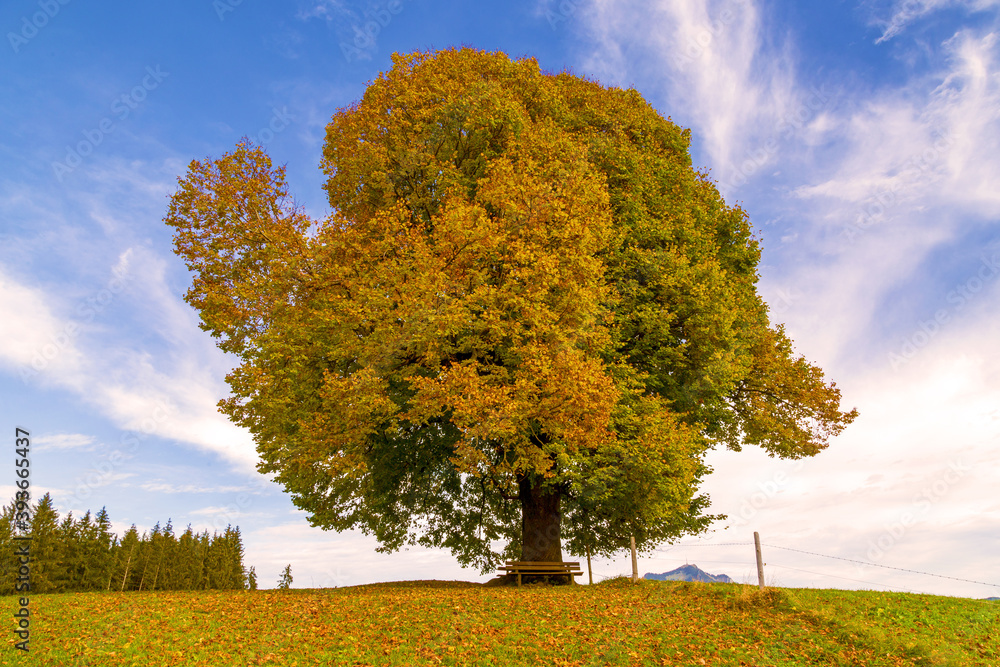 Fototapeta premium Allgäu - Ofterschwang - Baum - Herbst - Linde
