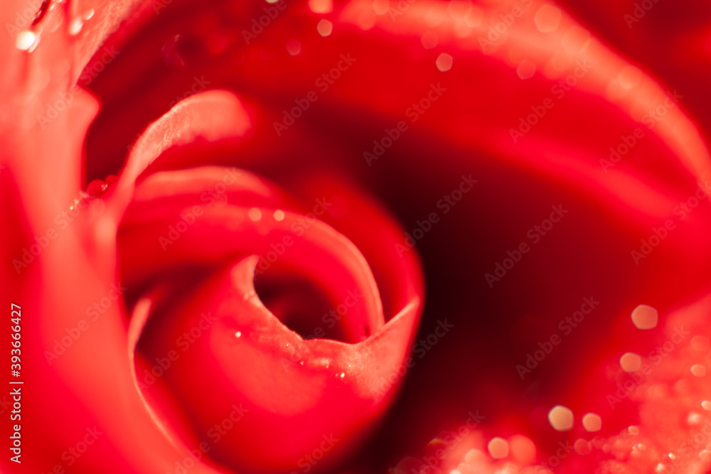 Macro close-up photo of a beautiful red rose with drops of water on petals