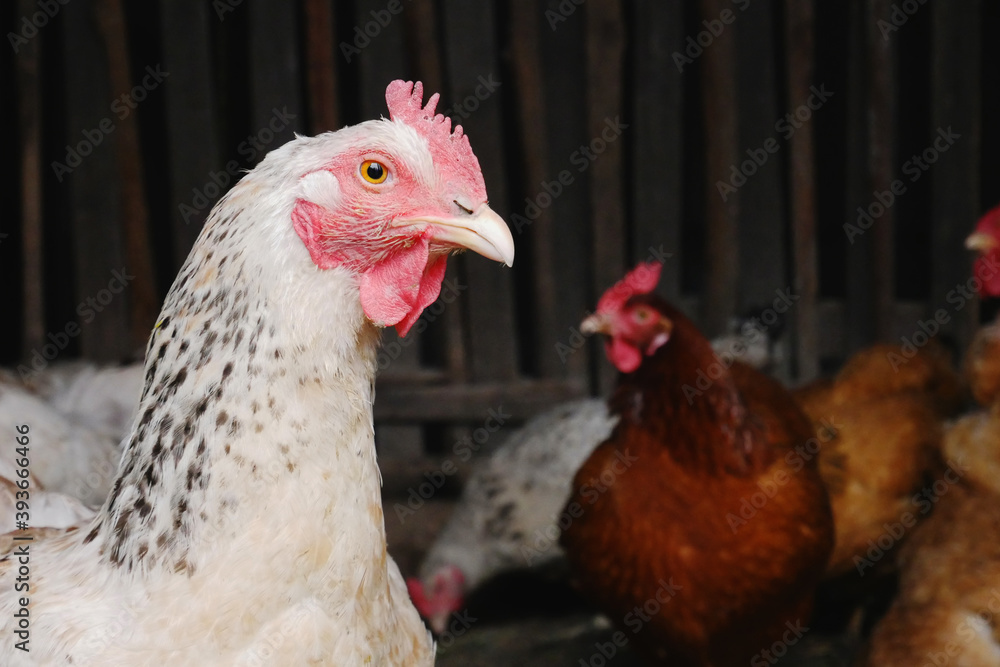 Hen in a henhouse rural farmyard