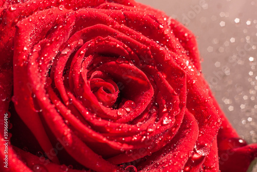 Macro close-up photo of a beautiful red rose with drops of water on petals