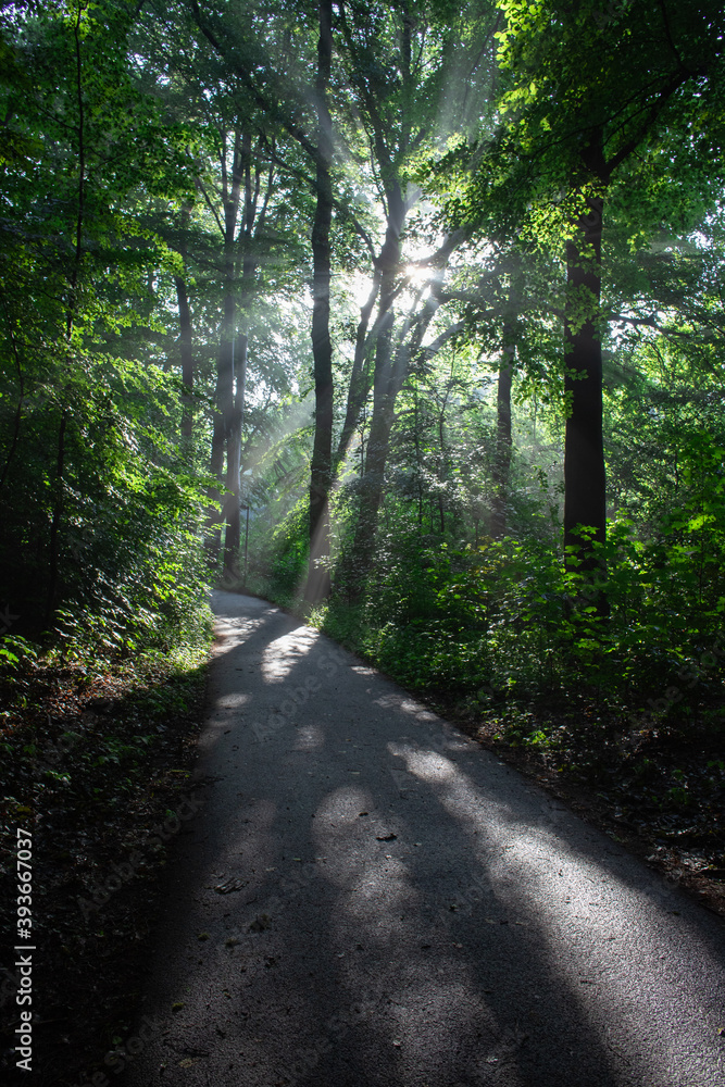 Light shining through the foliage of a forest in the morning with a path leading through the woods, symbolizing hope and a new beginning