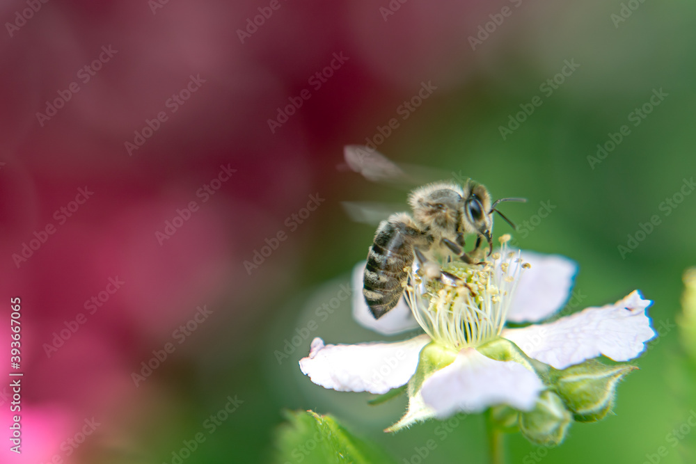 Bee gathering pollen, on a white flower with beautiful, red background Bee gathering pollen, on a white flower with beautiful, red background
