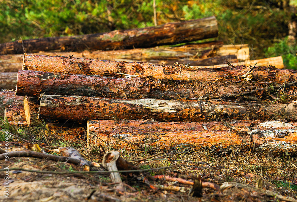 Logs of a pine forest cut down by a man are laid near the forest by the road. The problem of the bark beetle destroying the forest. Logging.