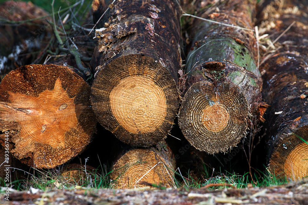 Stacked a bunch of logs of trees. Deforestation and harvesting of firewood and logs. Fight against bark beetles.